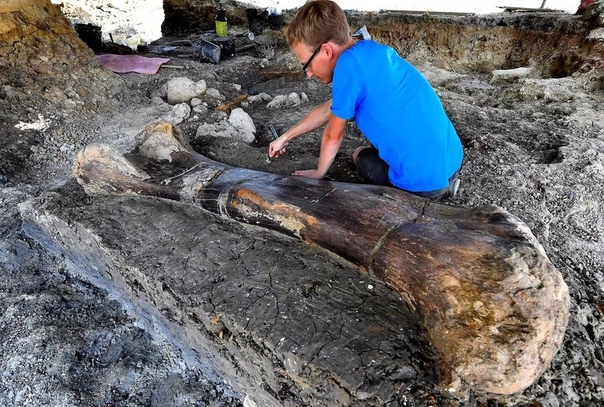 Во Франции при раскопках нашли 2-х метровую кость динозавра Во время раскопок во Франции археологи обнаружили гигантскую бедренную кость динозавра-зауропода (растительноядный вид). Согласно