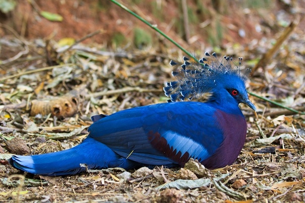 Веероносный венценосный голубь настоящая супермодель в мире голубей Большинство людей, которые сталкиваются с голубями только в черте города, не считают их красивыми птицами. Но существует около