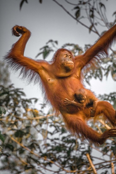 Самка орангутана с детенышем пытается достать на обед фруктов