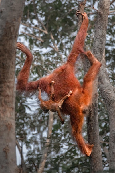 Самка орангутана с детенышем пытается достать на обед фруктов 