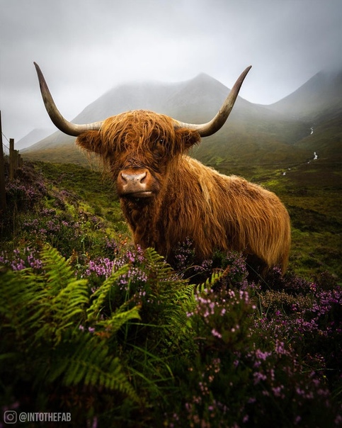Высокогорная шотландская корова