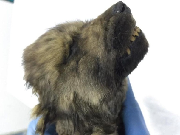 В Якутии найден щенок неизвестного животного возрастом 18000 лет