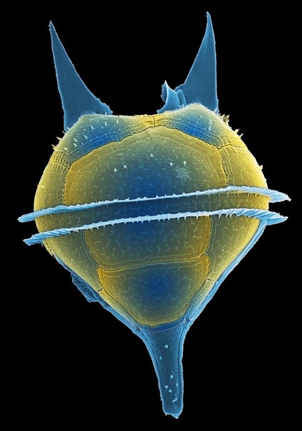 Динофлагеллат (одноклеточное простейшее под микроскопом. Около 90% находятся в морской среде в виде