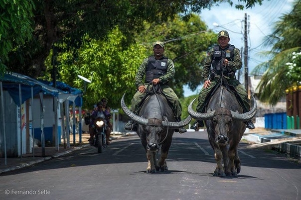 Буйвол - боевая машина бразильских полицейских С помощью этих выносливых животных, которых давно используют бразильские крестьяне, военная полиция может продвигаться там, где бессильны не