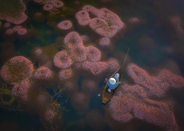 Рыбак плывет на деревянной лодке среди скоплений ярко-розовых водорослей