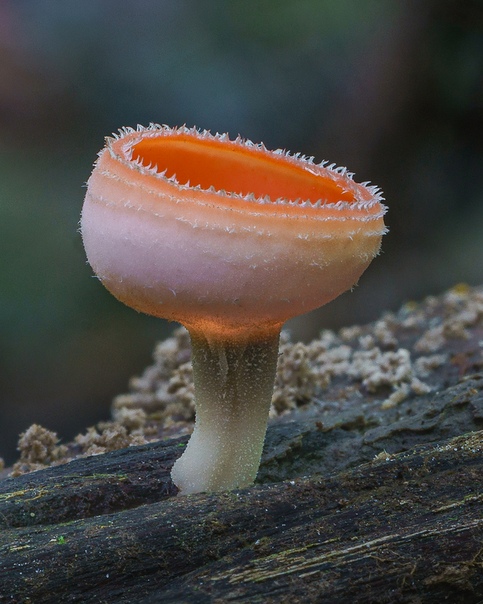 Зрелищные грибы и слизевики, запечатлённый фотографом Элисон Поллак Предмет выбора фотографа Элисон Поллак (Alison Pollac) обычно прячется на виду: чтобы обнаружить крошечные, но великолепные