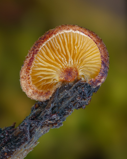 Зрелищные грибы и слизевики, запечатлённый фотографом Элисон Поллак Предмет выбора фотографа Элисон Поллак (Alison Pollac) обычно прячется на виду: чтобы обнаружить крошечные, но великолепные