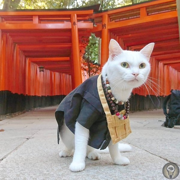 НЕОБЫЧНЫЙ КОШАЧИЙ ХРАМ В ЯПОНИИ В Японии очень любят кошек. Настолько, что в городе Киото существует кошачий храм Святыня мяу-мяу. Монахи в нем - тоже коты во главе с кошечкой Коюки. Ей
