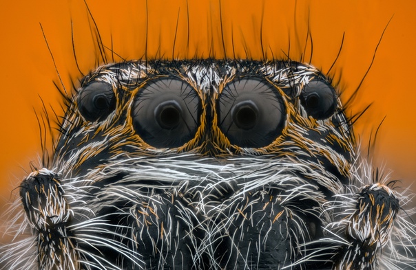 Портрет паука Фото: Цветан Ганев