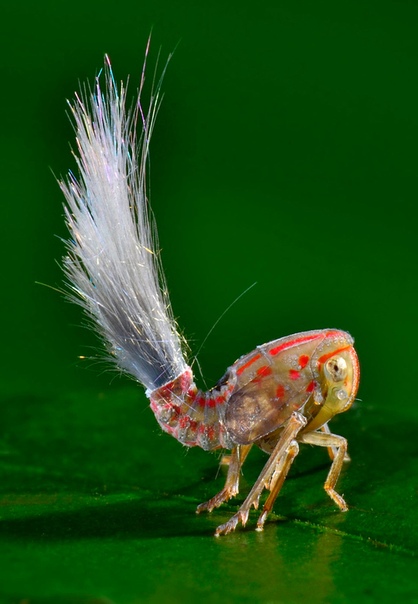 Маленькое чудное существо с метлообразным хвостом заметили ученые из Гарвардского университета, обследуя нетронутые цивилизацией леса Суринама в 2012 году Рост создания около семи миллиметров,