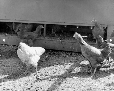 БЕЗГОЛОВЫЙ ПЕТУХ Все началось в 1945 году 10 сентября. Ллойд Олсен по просьбе жены отправился в курятник, что бы подготовить тушку цыпленка. В Колорадо, как и везде, приходится мириться с