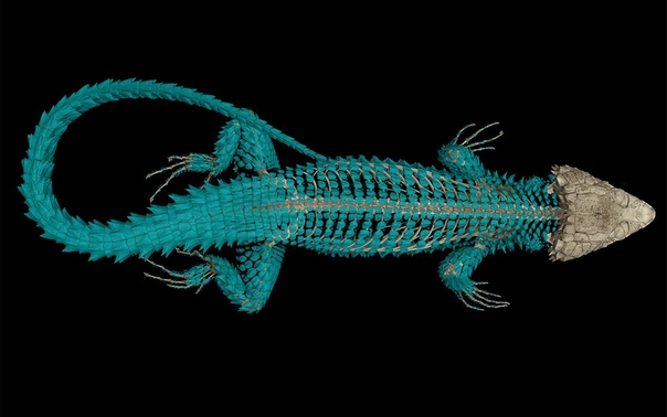 Не совсем дракон На полученном с помощью компьютерной томографии изображении новоописанный вид поясохвоста Smaug swazicus. Отличить необычно большую для юга Африки ящерицу от описанного на 100