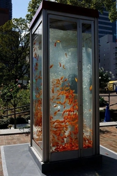 Это обычная телефонная будка, из которой сделали аквариум с золотыми рыбками Вместо того, чтобы просто демонтировать ставший ненужным предмет обихода, из него сделали арт-объект.Такая красота