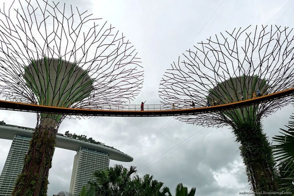 Супердеревья. Футуристический сад в Сингапуре. Место называется Gardens by the Bay, то есть Сады у залива. Это большая парковая зона. Дорожки, мостики, озеро и много-много зелени, прям буйство